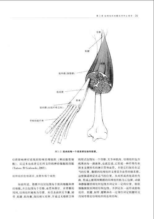 西方现代临床按摩系列